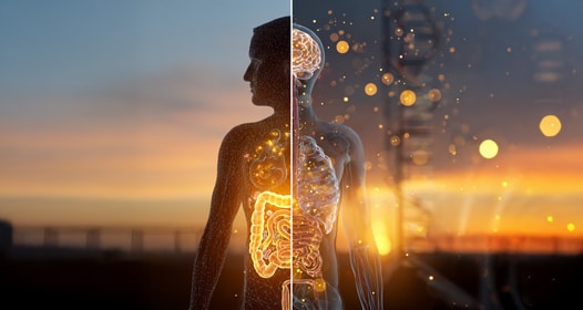 Melatonin and its Role in Gut Health and Digestion: How the Bidirectional Gut-Sleep Axis Controls Your Circadian Rhythms (And Vice Versa)