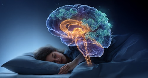 Serotonin Dysregulation in Narcolepsy Sleep Architecture: Why Your Brain’s Chemical Messenger Can’t Keep You Awake